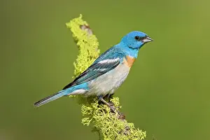 Amoena: Lazuli Bunting, Adult male