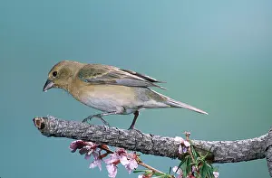 Amoena: Lazuli Bunting female