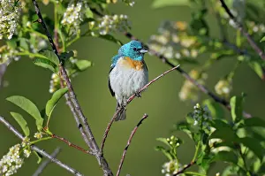Amoena: Lazuli Bunting - male