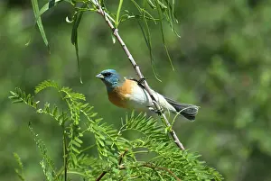 Amoena: Lazuli Bunting - Male on branch in bush