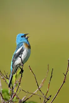 Amoena: Lazuli Bunting - male singing