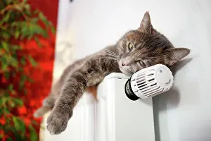 Controls: Lazy cat lying on a heater