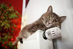 Heating: Lazy cat lying on a heater