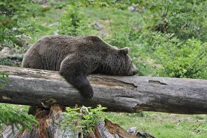 Rest: Lazy Eurasian brown bear (Ursus arctos) sleeping