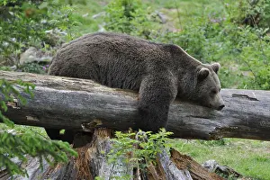 Rest: Lazy Eurasian brown bear (Ursus arctos) sleeping