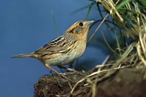 Conte: Le Conte's Sparrow