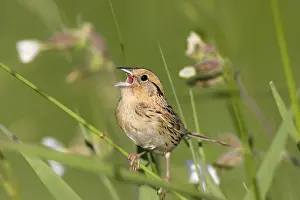 District: Le Conte's Sparrow Ammodramus leconteii Tamarack, Aitkin