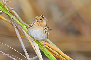 Conte: Le Conte's Sparrow - in fall in Spartina grass