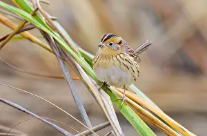 Conte: Le Conte's Sparrow - in fall in Spartina grass
