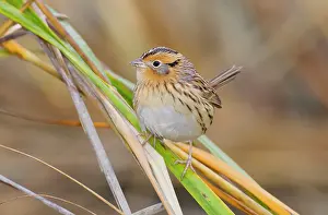 Conte: Le Conte's Sparrow - in fall in Spartina grass