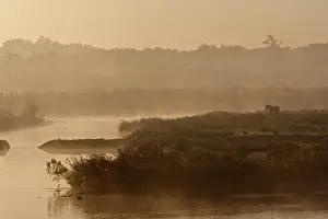 Ornithologique: Le Parc Ornithologique du Teich