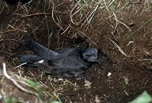 Oceanodroma: LEACH'S PETREL