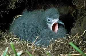 Nancy Jennings: Leach's Petrel - chick