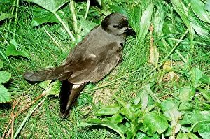 Oceanodroma: Leach's Storm PETREL
