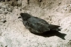 Basking: Leach's Storm PETREL