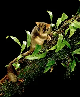 Possum: LeadbeaterIs Possum