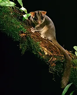 Possum: LeadbeaterIs Possum