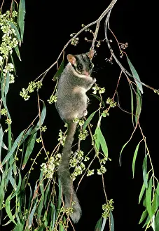 Possum: LeadbeaterIs Possum - Climbing among flowering