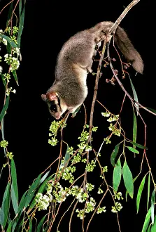 Possum: LeadbeaterIs Possum - Climbing among flowering