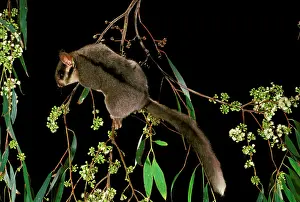 Possum: LeadbeaterIs Possum - Climbing among flowering