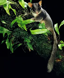 Possum: LeadbeaterIs possum - In tree