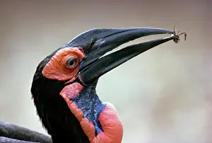 Bucorvus: Leadbeater's Ground HORNBILL