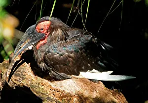 Bucorvus: Leadbeater's Ground Hornbill