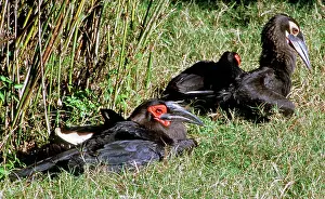 Bucerotidae: Leadbeater's Ground-hornbill