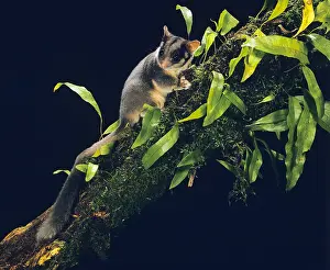 Possum: Leadbeater's Possum