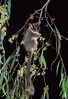 Possum: Leadbeater's Possum - climbing among flowering