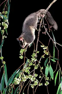 Possum: Leadbeater's Possum - climbing among flowering