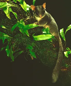 Possum: Leadbeater's Possum - Endangered (IUCN Red List)