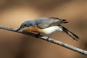 Concinna: Leaden Flycatcher, female