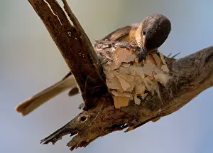 Concinna: Leaden Flycatcher - female building nest