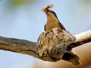 Concinna: Leaden Flycatcher - female building nest