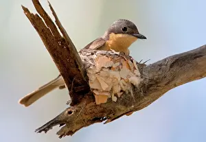 Concinna: Leaden Flycatcher - female at nest