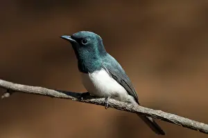 Concinna: Leaden Flycatcher, male