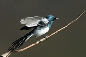 Concinna: Leaden Flycatcher, male, flapping wings