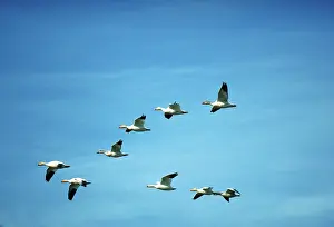 Leadership: Leadership