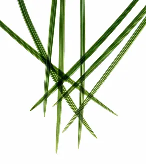 Combined: Leaf