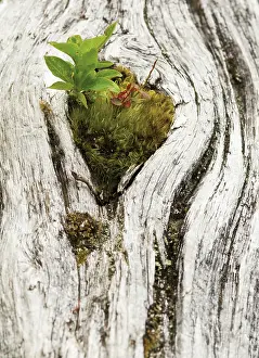 Reforestation: Leaf