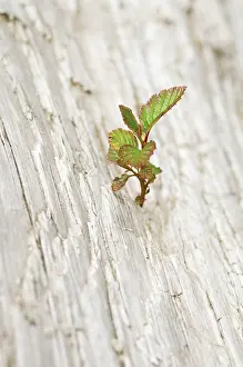 Reforestation: Leaf