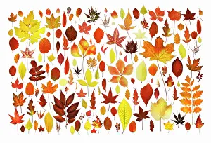Reforestation: Leaf