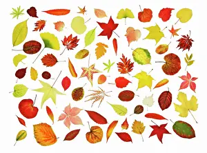Reforestation: Leaf