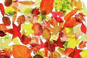 Deforesting: Leaf