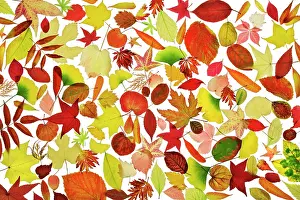 Deforesting: Leaf