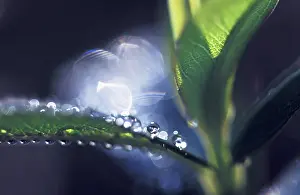 Inspiring: Leaf