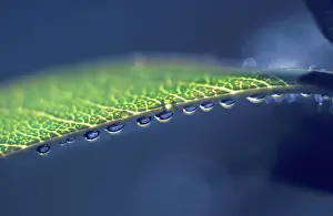 Purify: Leaf
