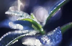 Inspiring: Leaf