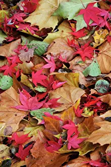 Shropshire: Leaf